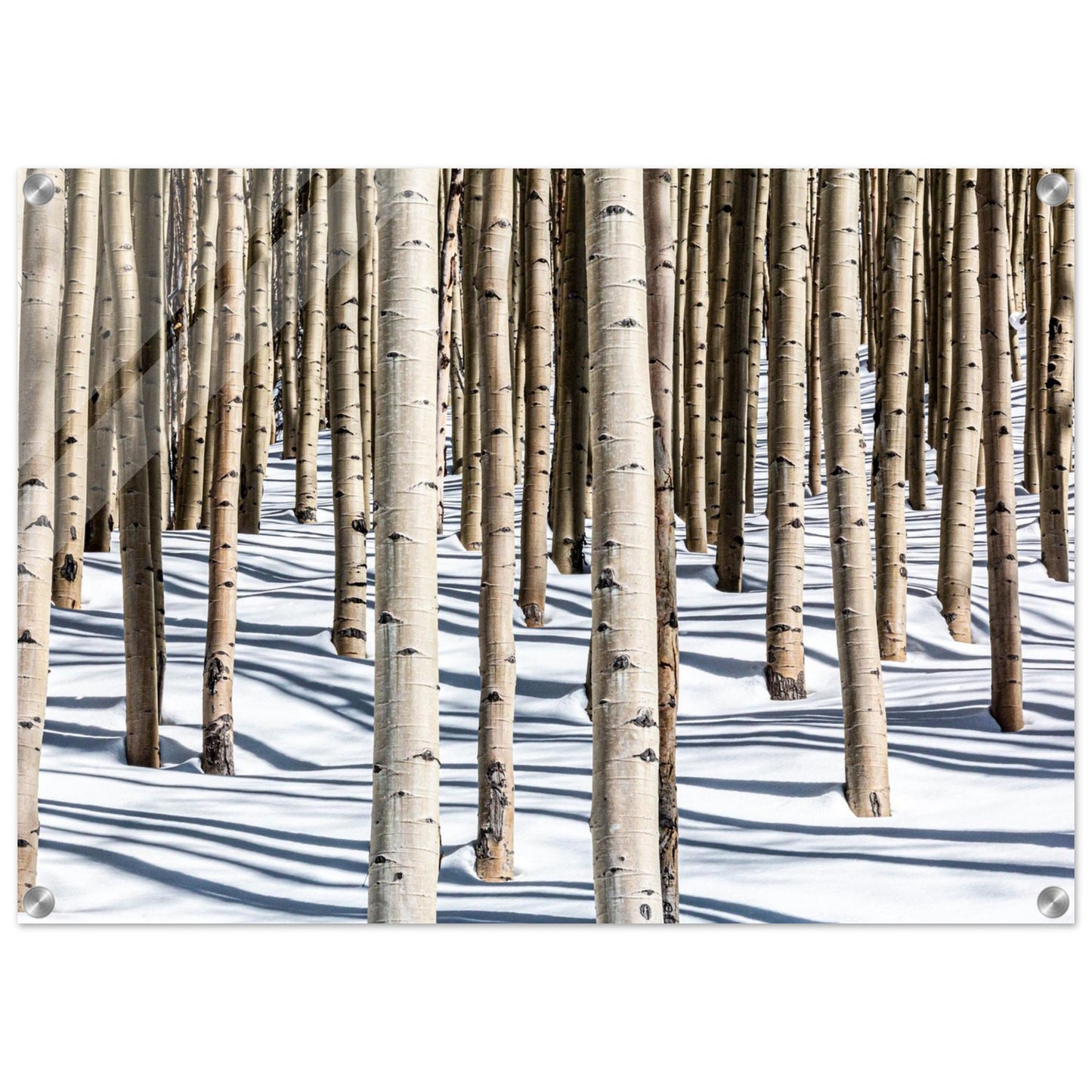 A photography of glowing and uplifting tree portrait evoking a sense of joy, and appreciation for the natural world. Premium Acrylic.