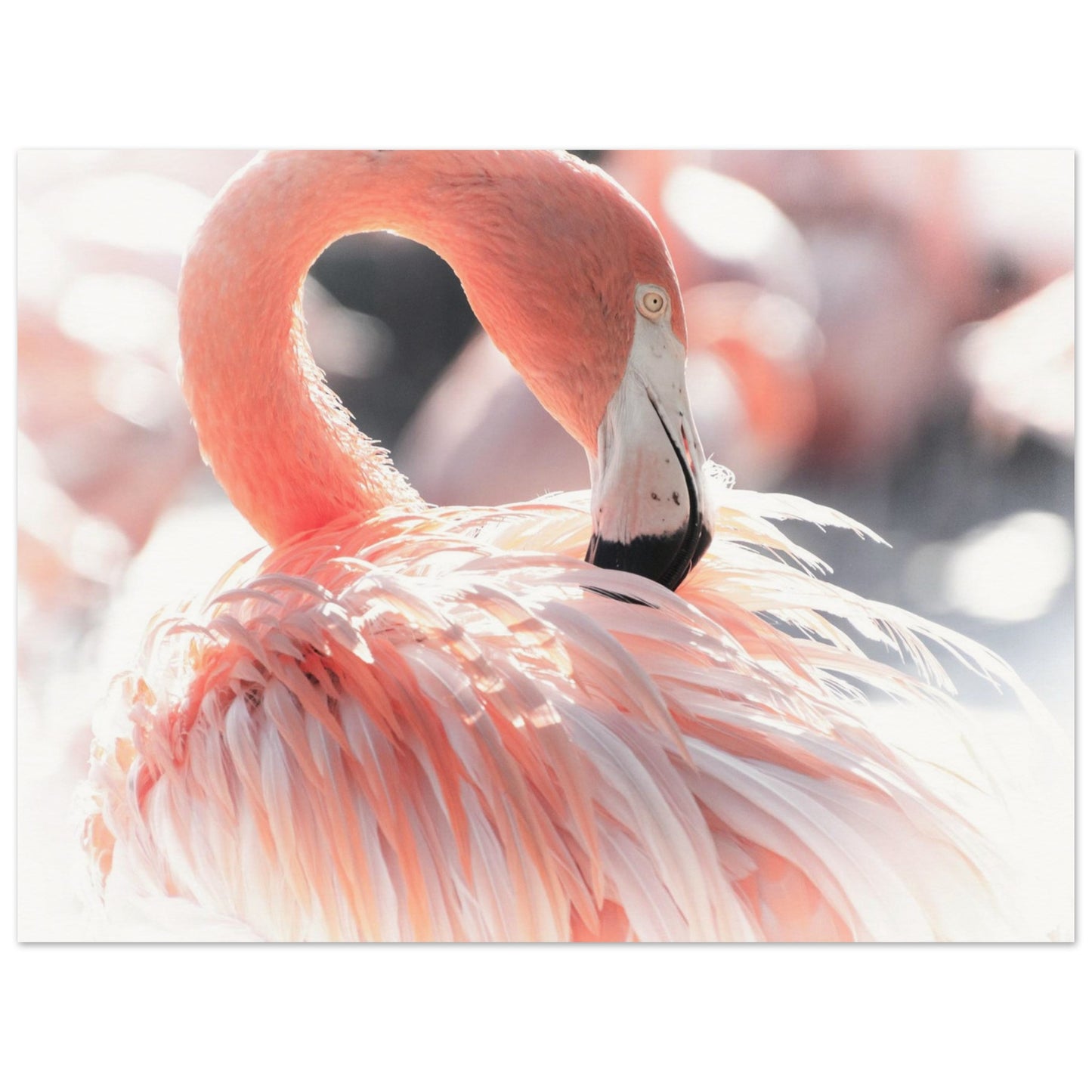A minimalist photography of a light peach flamingo standing still between the sunlight, giving a nice sense of calm. Ideal for minimalist modern home styles.