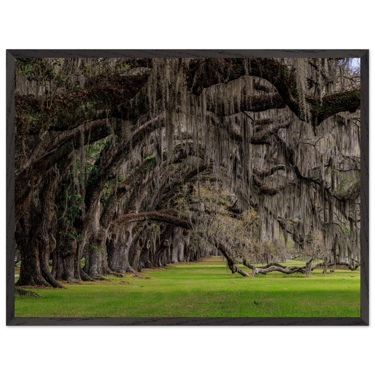 A photography of a symphony of green trees forming a wave in customized size and high-end poster and frame