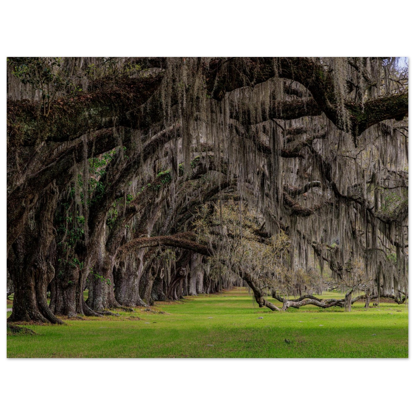A photography showing a symphony of green trees sways together, forming a wave across the landscape in museum-quality poster