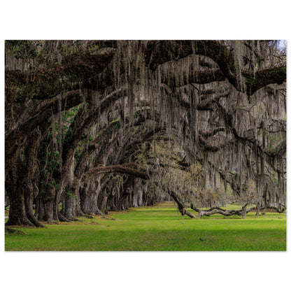 A photography showing a symphony of green trees sways together, forming a wave across the landscape in museum-quality poster
