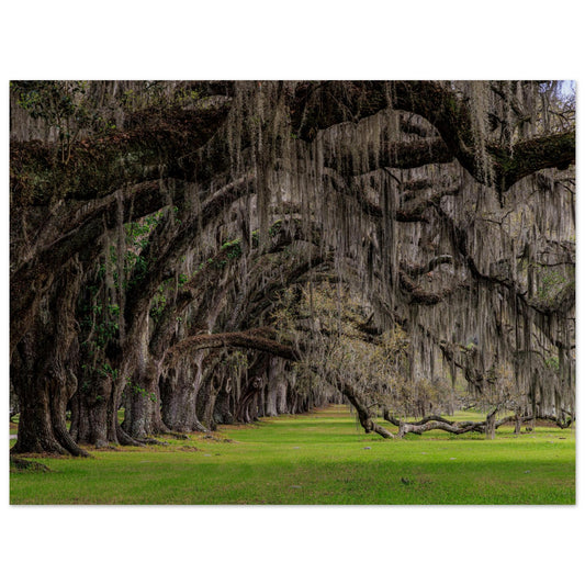 A photography showing a symphony of green trees sways together, forming a wave across the landscape in museum-quality poster