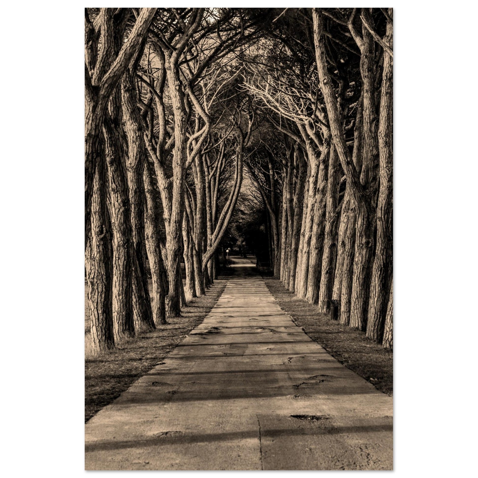A stunning ocher photography of a road surranded by trees towards the infinite, inviting you to reflect on growth, change, and the endless possibilities that lie ahead. Transform your wall into a window of inspiration.