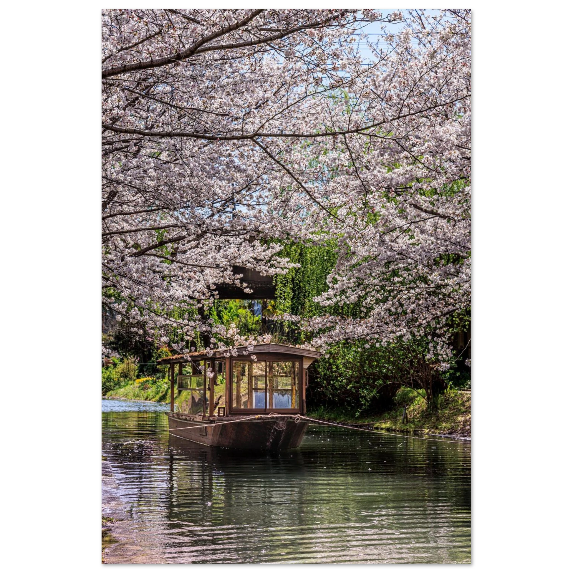 A lovely vietnamise traditional wooden boat under cherry blossom trees by a quite canal of water