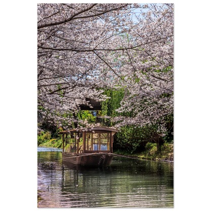 A lovely vietnamise traditional wooden boat under cherry blossom trees by a quite canal of water