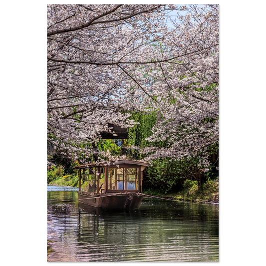 A lovely vietnamise traditional wooden boat under cherry blossom trees by a quite canal of water