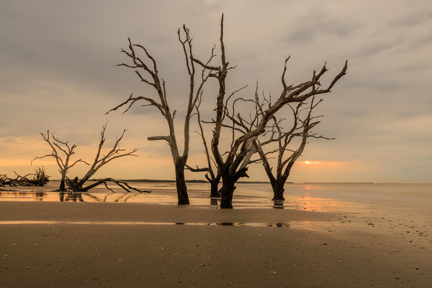 Dead trees on a beach with a sunset sky creating a unique, lovely scene where even dead nature can create a hopeful scene. Ideal for any space and decoration style.