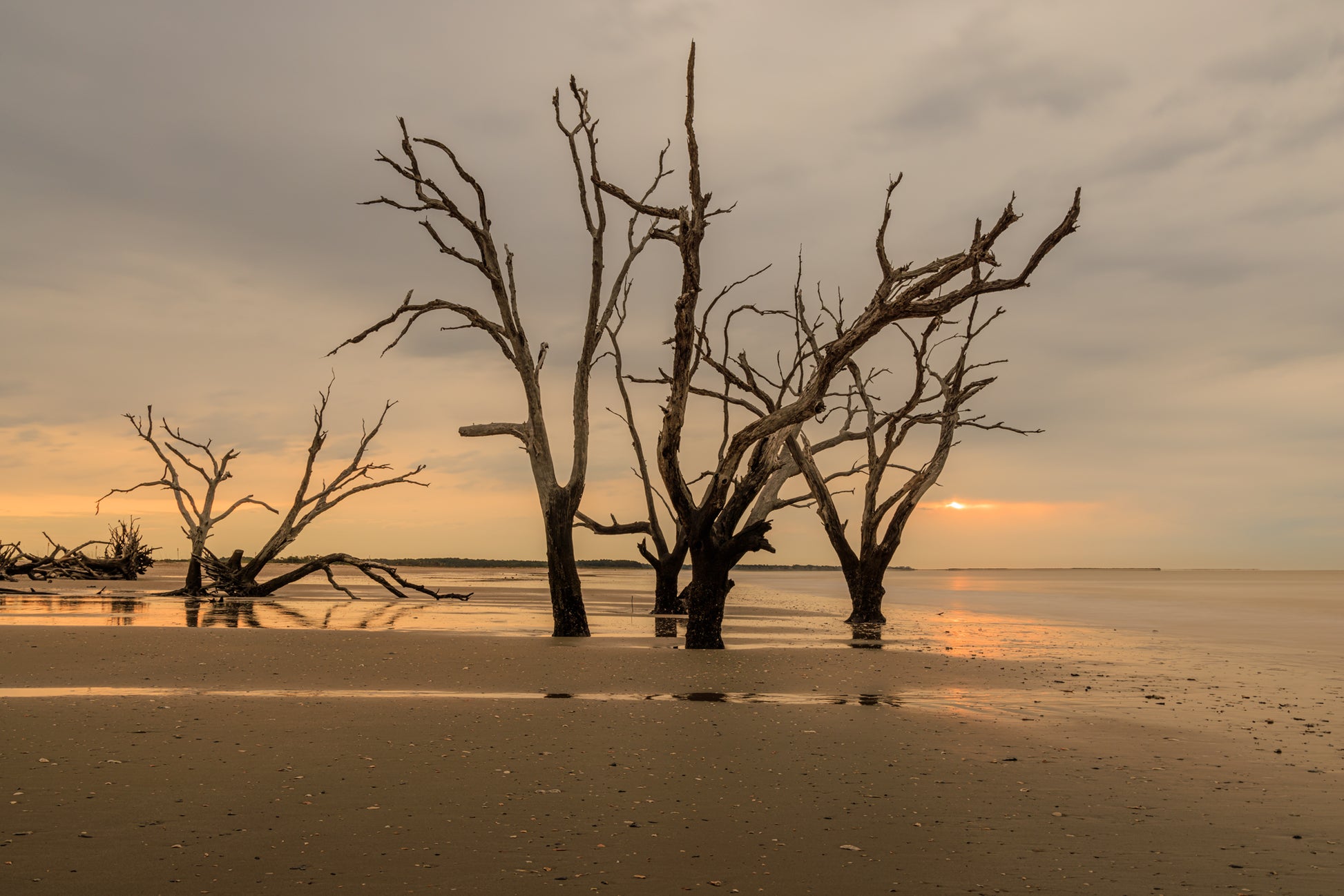 Dead trees on a beach with a sunset sky creating a unique, lovely scene where even dead nature can create a hopeful scene. Ideal for any space and decoration style.