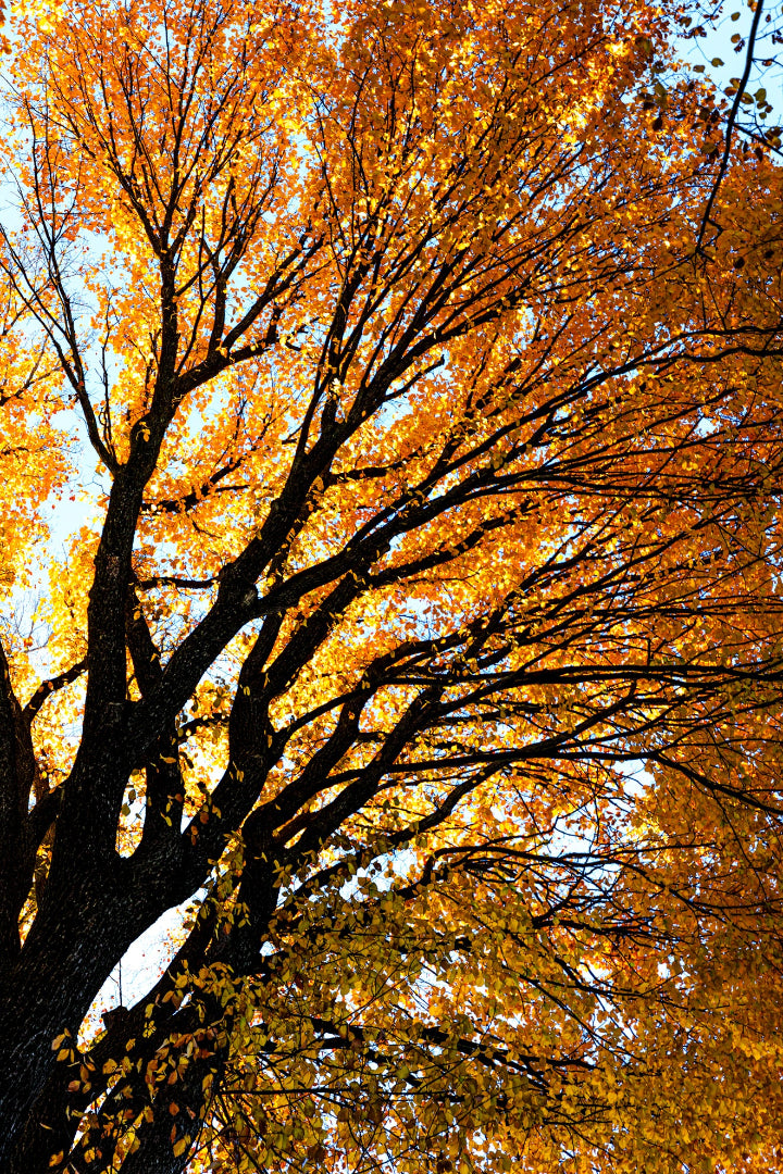 Tree with vibrant orange autumn leaves against a clear blue sky. Printed in museum-quality materials.