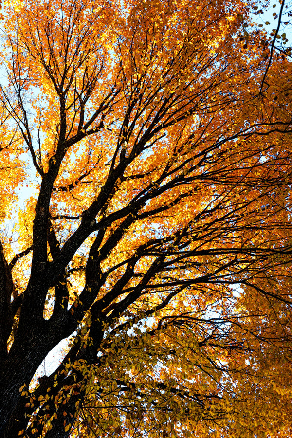 Tree with vibrant orange autumn leaves against a clear blue sky. Printed in museum-quality materials.