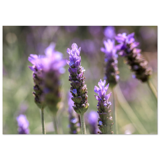Discover the serene beauty of "Lavender Whispers," a stunning nature-focused art piece that captures the delicate elegance of lavender stems in full bloom. In this exquisite photograph, the vivid purple tones of the lavender stand out strikingly against a backdrop of lush greens, creating a visual symphony that soothes the soul and enchants the senses.