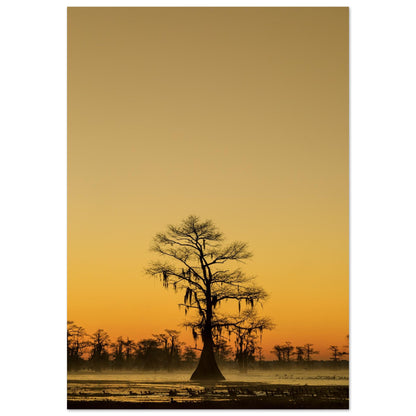 A photography piece showing the silhouette of a tree against a sunset backdrop with rich golden and orange hues.
