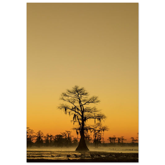 A photography piece showing the silhouette of a tree against a sunset backdrop with rich golden and orange hues.