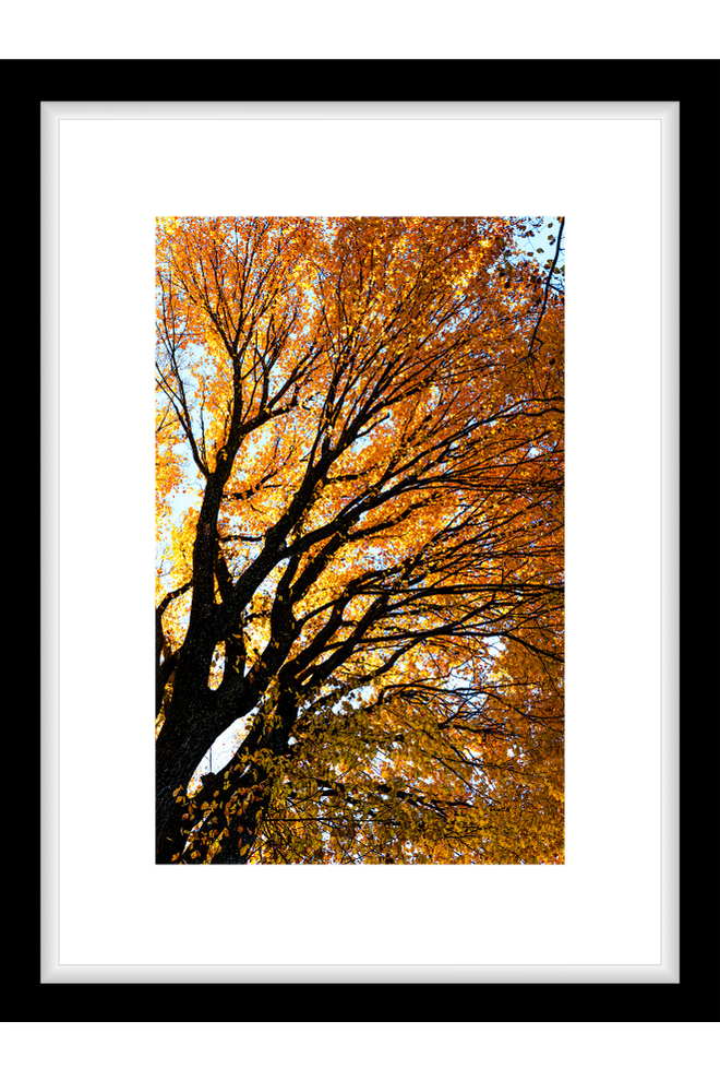 Framed photograph of a tree with autumn foliage against a white background