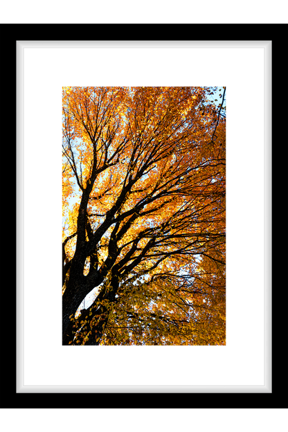 Framed photograph of a tree with autumn foliage against a white background