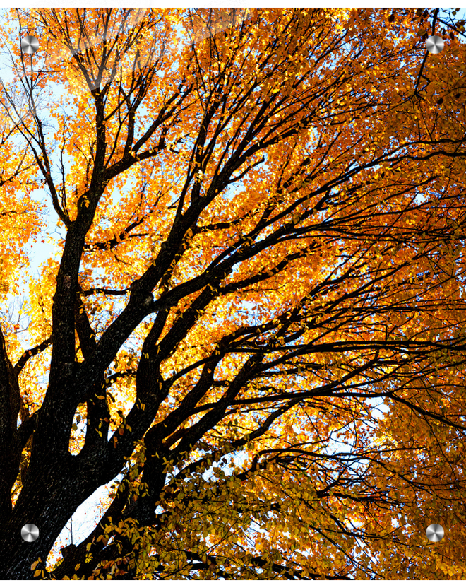 Autumn tree with orange leaves against a blue sky