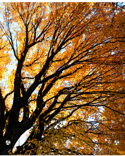 Autumn tree with orange leaves against a blue sky
